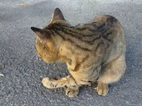 鹿角八坂神社の動物