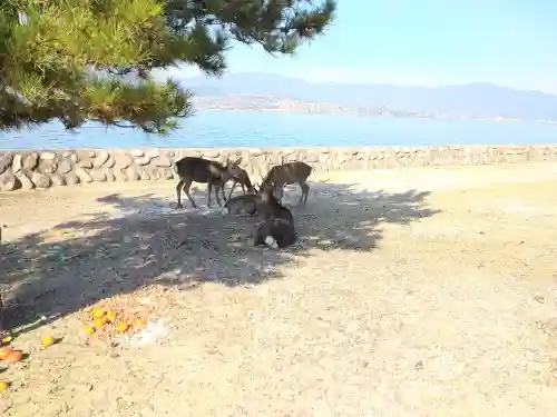 長浜神社の動物