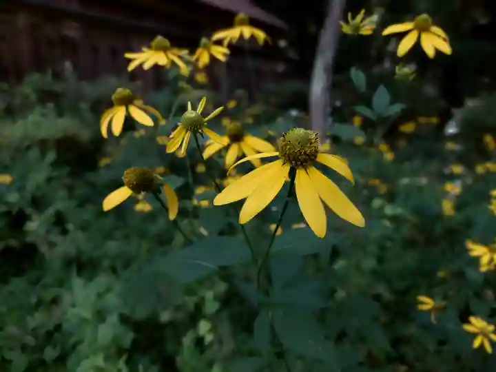 南湖神社の自然