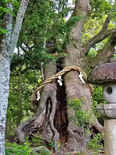 静岡浅間神社の自然