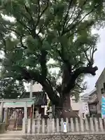 大神社の自然