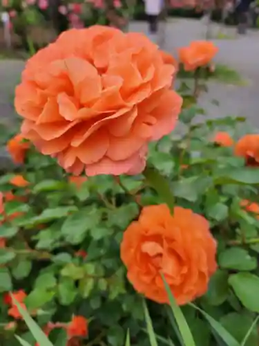 子安神社(茨城県)