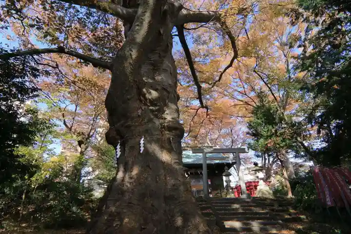 愛宕神社の自然