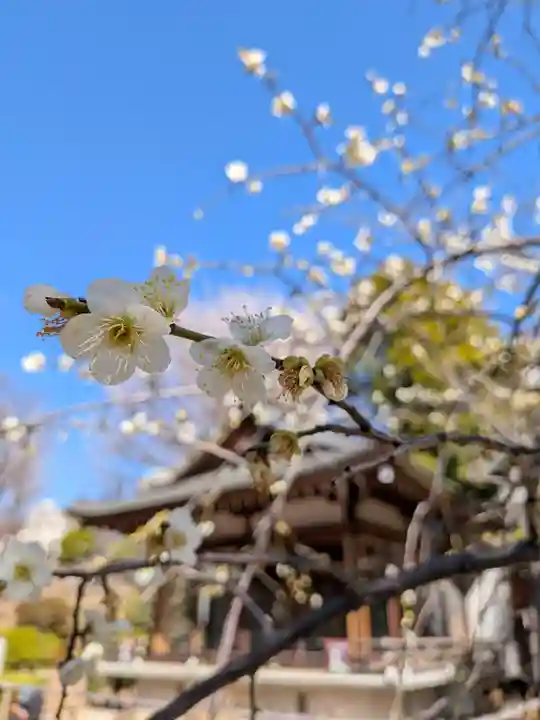 鳩森八幡神社(東京都)