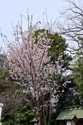 櫻木神社(千葉県)