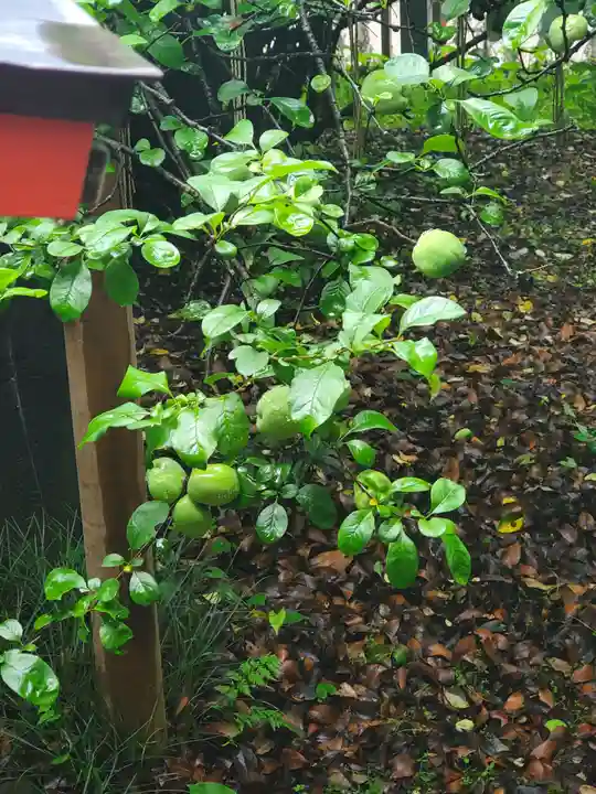冠稲荷神社の自然