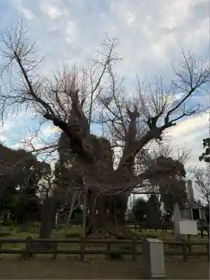 飯香岡八幡宮(千葉県)