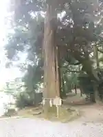 間々田八幡宮(栃木県)