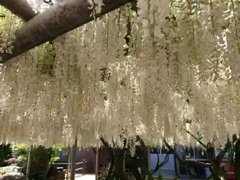 吉祥寺の御朱印 2015年05月