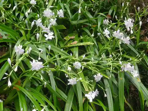 荏柄天神社の自然