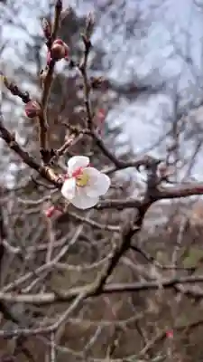 相馬神社(北海道)