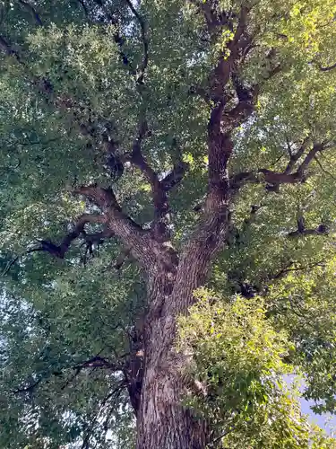 成願寺(神奈川県)