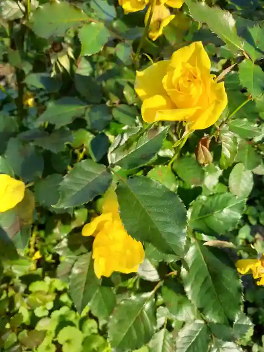 円満寺(山形県)