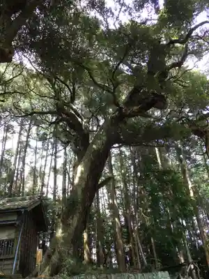 日吉神社の自然