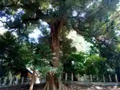 邑勢神社の自然