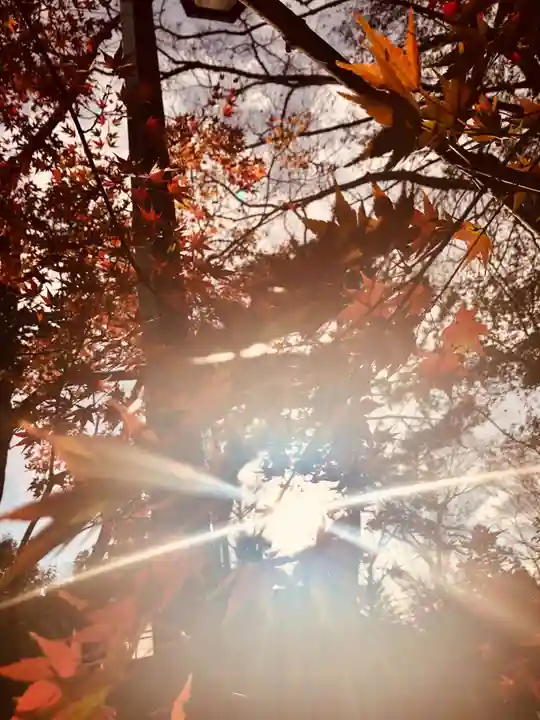 北野天満宮の自然