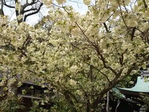 白峯神宮の自然