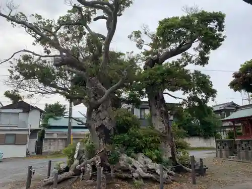 大原八幡神社の自然