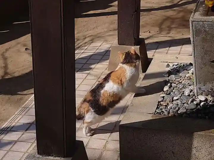 柏諏訪神社の動物