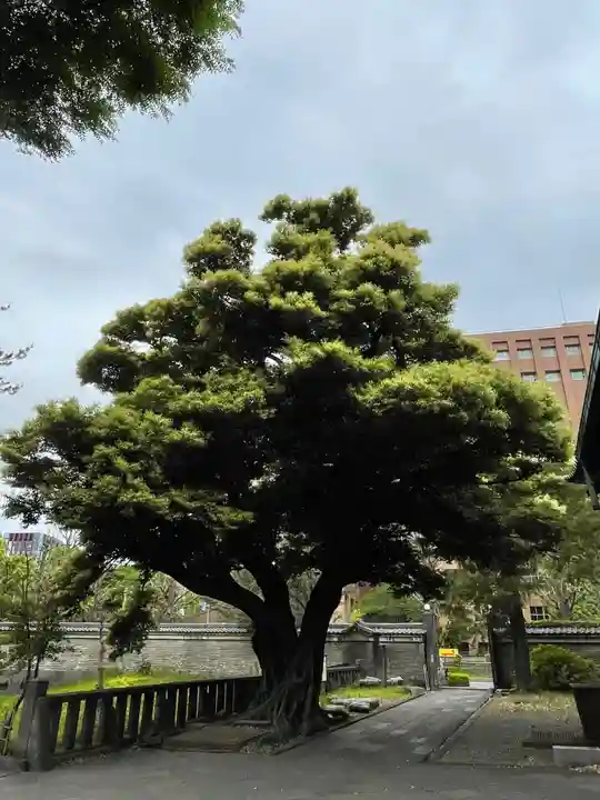 湯島聖堂の自然