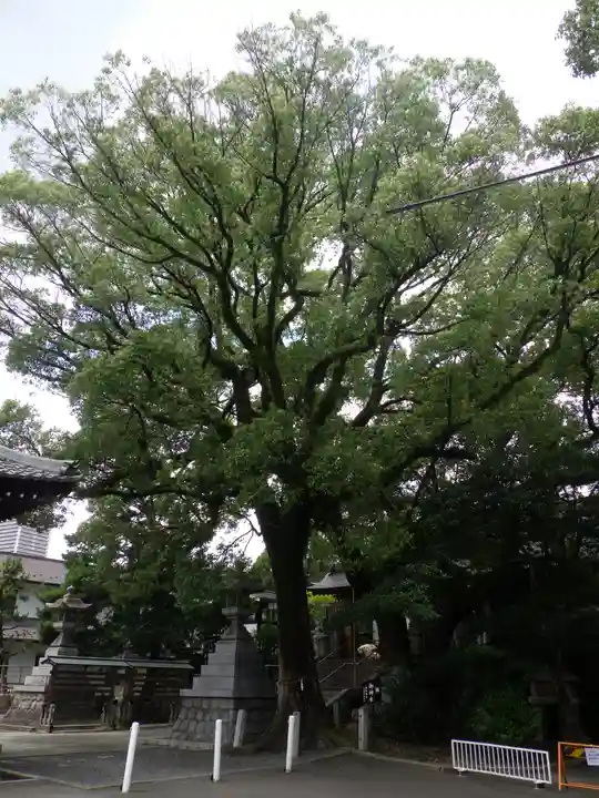 加納天満宮の自然