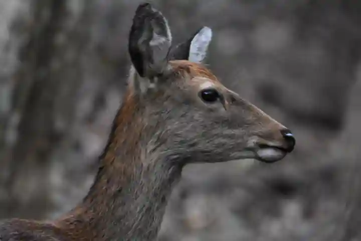大山阿夫利神社の動物