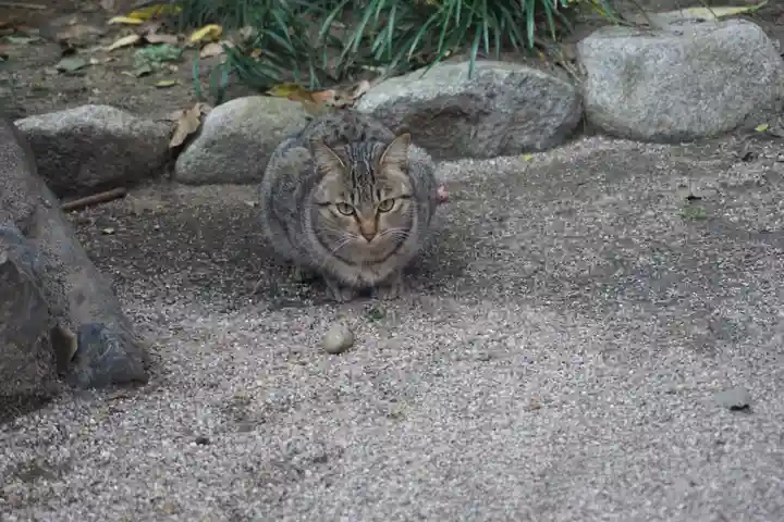 水鏡天満宮の動物