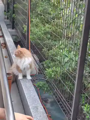 駒込妙義神社(東京都)
