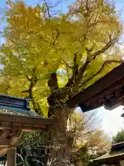 荏柄天神社の自然