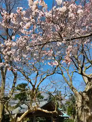 櫻井神社(新潟県)