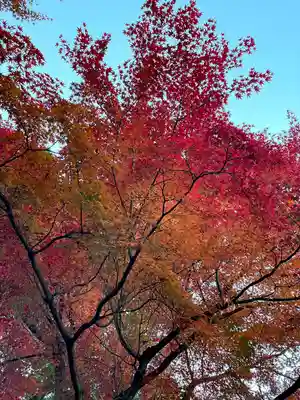 達磨寺(群馬県)