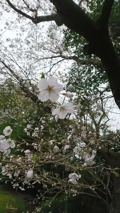 河内阿蘇神社の自然