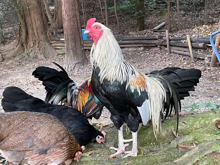 石上神宮の動物