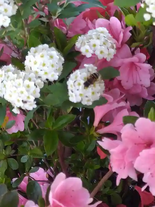 阿智神社の手水舎