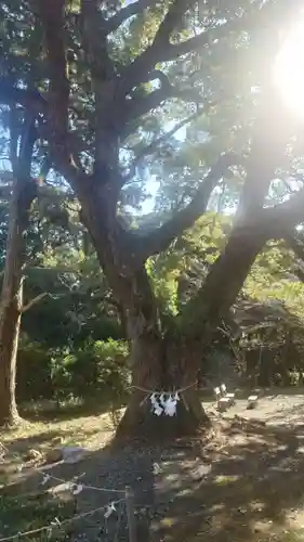 曽許乃御立神社(静岡県)