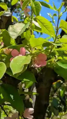 元祇園梛神社・隼神社(京都府)