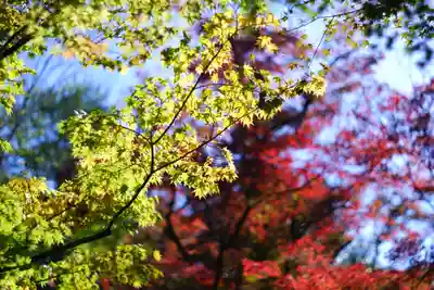 禅林寺(永観堂)(京都府)