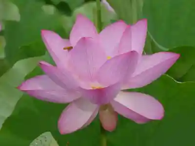 長谷寺(古河長谷観音)(茨城県)