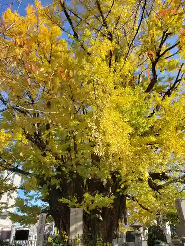 善福寺(東京都)