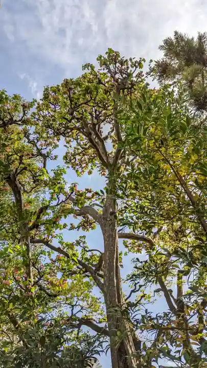 元祇園梛神社・隼神社(京都府)