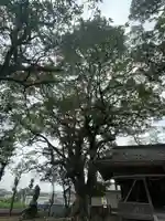 天八幡神社(福岡県)