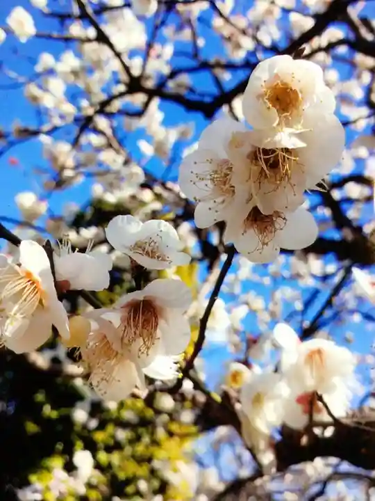 福蔵院(東京都)