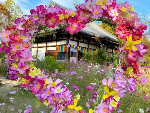 般若寺 ❁﻿コスモス寺❁(奈良県)