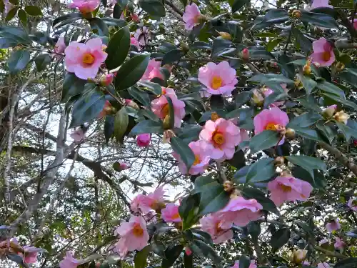 和氣神社（和気神社）の自然