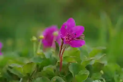 秋田駒ヶ岳駒形神社の自然