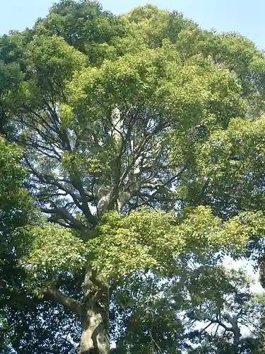 荏柄天神社の自然
