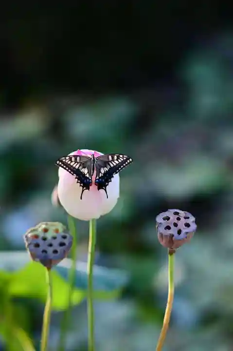 浄土寺(兵庫県)