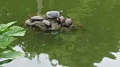 亀戸天神社の動物