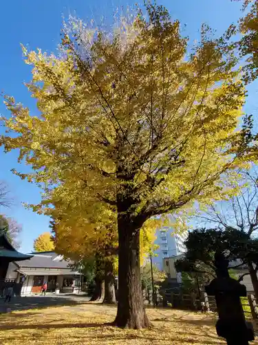 平塚神社の自然