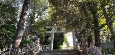 渋谷氷川神社の鳥居